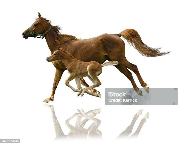 Arabische Pferde Stute Und Fohlen Im Galopp Isoliert Auf Weiss Stockfoto und mehr Bilder von Fohlen