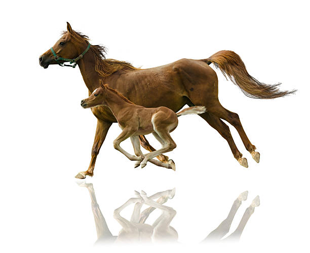 アラビア馬の mare と子馬ギャロップに白で分離 - horse arabian horse arabia white ストックフォトと画像