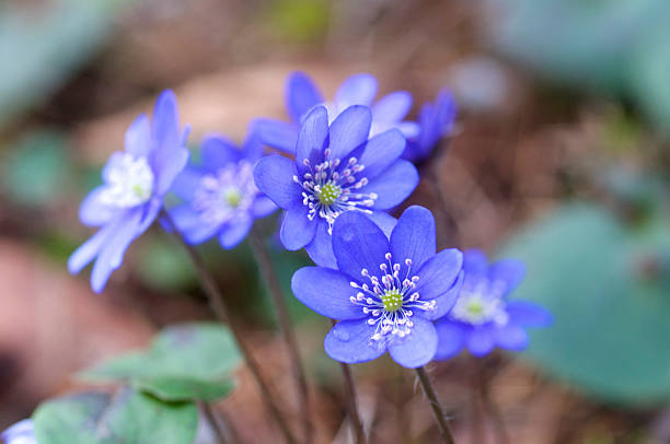 hepatica nobilis - windröschen stock-fotos und bilder