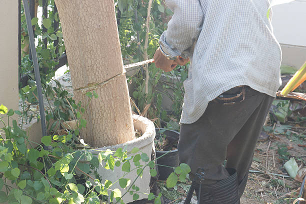 istock gardener cut the Horse Radish Tree 467590004