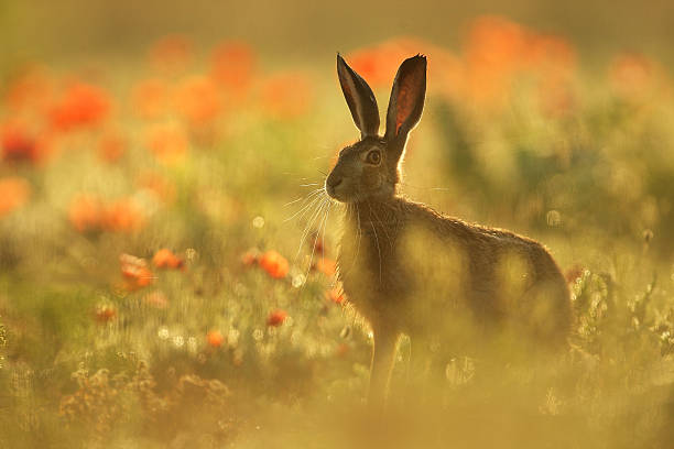 istock hare in a poppy field 467590238
