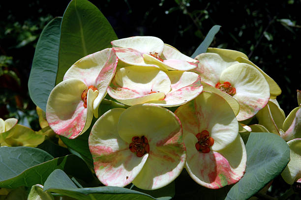 istock beautiful yellow flower 467590562