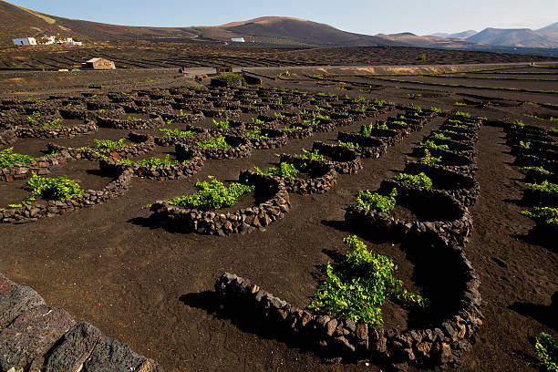 cultivation home viticulture  lanzarote vine screw grapes   barr