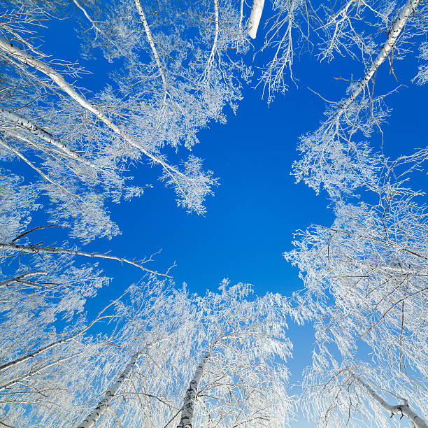 istock Trees covered with snow against the sky 467592585