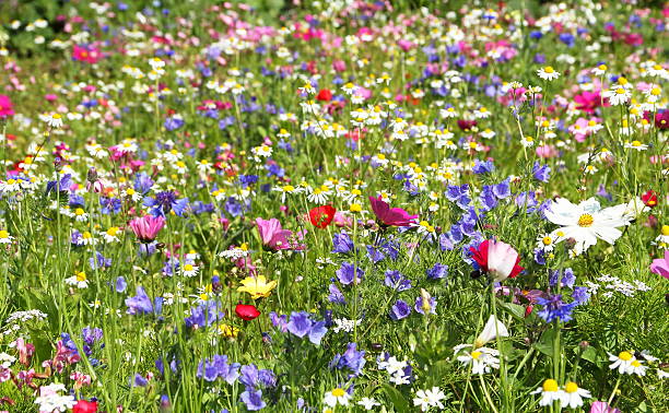 prado con flores y coloridas hierbas - daisy multi colored flower bed flower fotografías e imágenes de stock