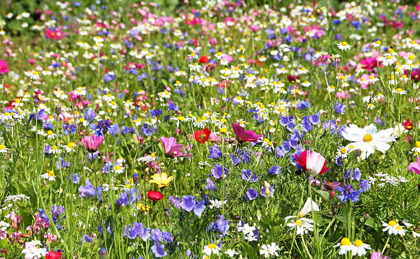 메도, 형형색색의 꽃들, 허브 - wildflower vibrant color outdoors full frame 뉴스 사진 이미지