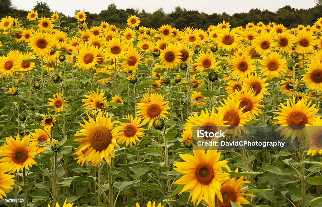 Landscape of Flowers A display of yellow flowers bathed in Summer sunshine. 2015 Stock Photo