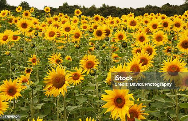 Landscape Of Flowers Stock Photo - Download Image Now - 2015, Agricultural Field, Beauty In Nature