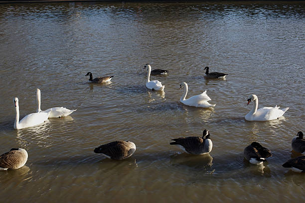 evesham - vale of evesham town worcestershire midlands stock-fotos und bilder