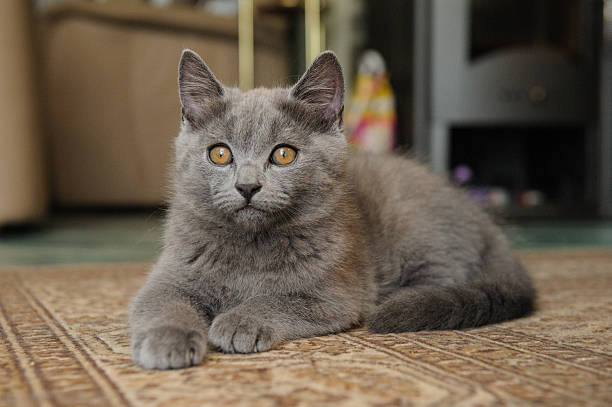 beautiful cat - 傳教士藍貓 個照片及圖片檔