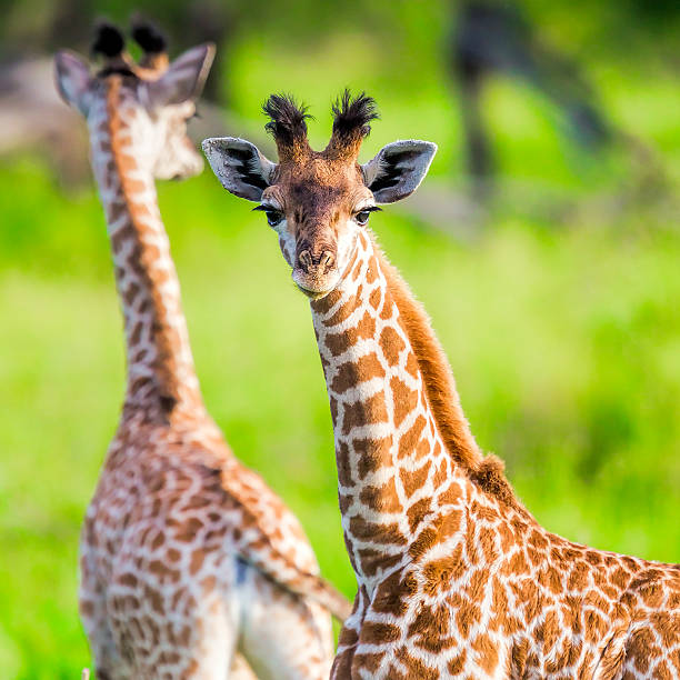 istock Baby giraffes like a toys 467598507