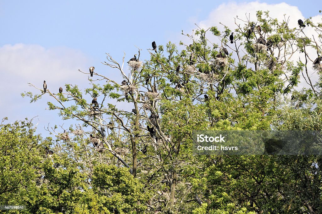 집락 훌륭한 가마우지 (Phalacrocorax carbo) 브란덴브루크 독일 - 로열티 프리 가마우지 스톡 사진