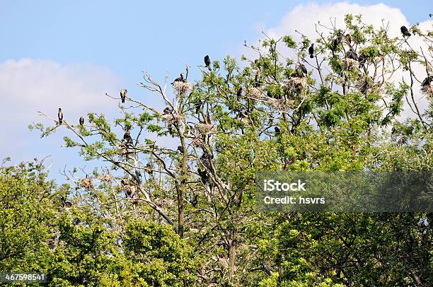 Kolonia Z Kormoran Czarny W Brandenburg Niemcy - zdjęcia stockowe i więcej obrazów Berlin