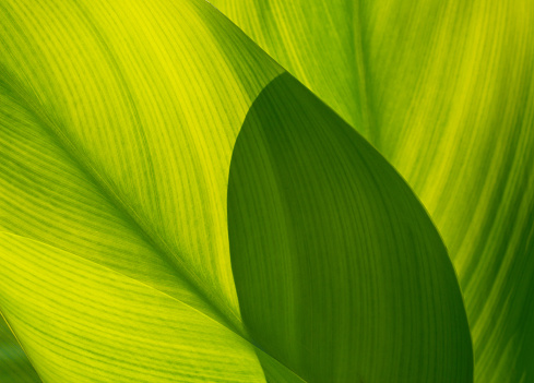 green leaf for background, soft focus
