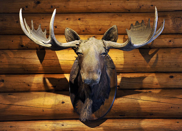 Moose Head The stuffed (taxidermy) head of a Moose - mounted on the wall of a log cabin in the Canadian Rockies taxidermy stock pictures, royalty-free photos & images