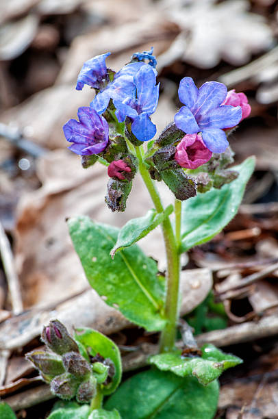 Lungwort Pink and blue lungwort (pulmonaria officinalis) flowers. common lungwort pulmonaria officinalis stock pictures, royalty-free photos & images