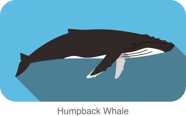Vector illustration of Humpback Whales swimming in the sea, animal flat icon
