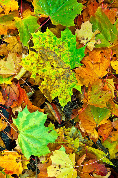 istock Background group autumn  leaves in Indian Summer 467600029