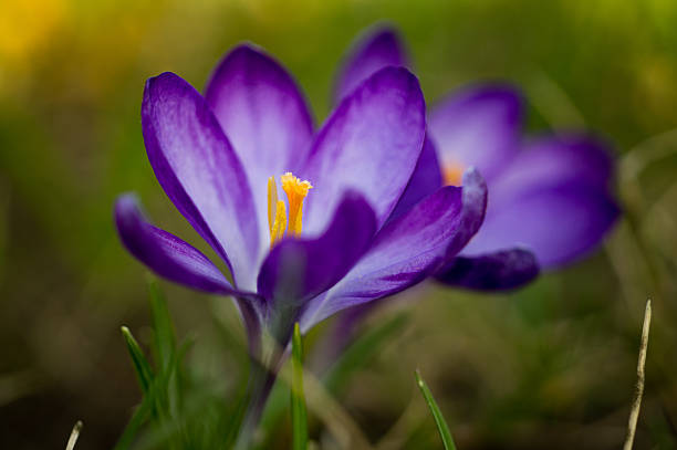 violet crocus na grama - crocus violet flower purple - fotografias e filmes do acervo