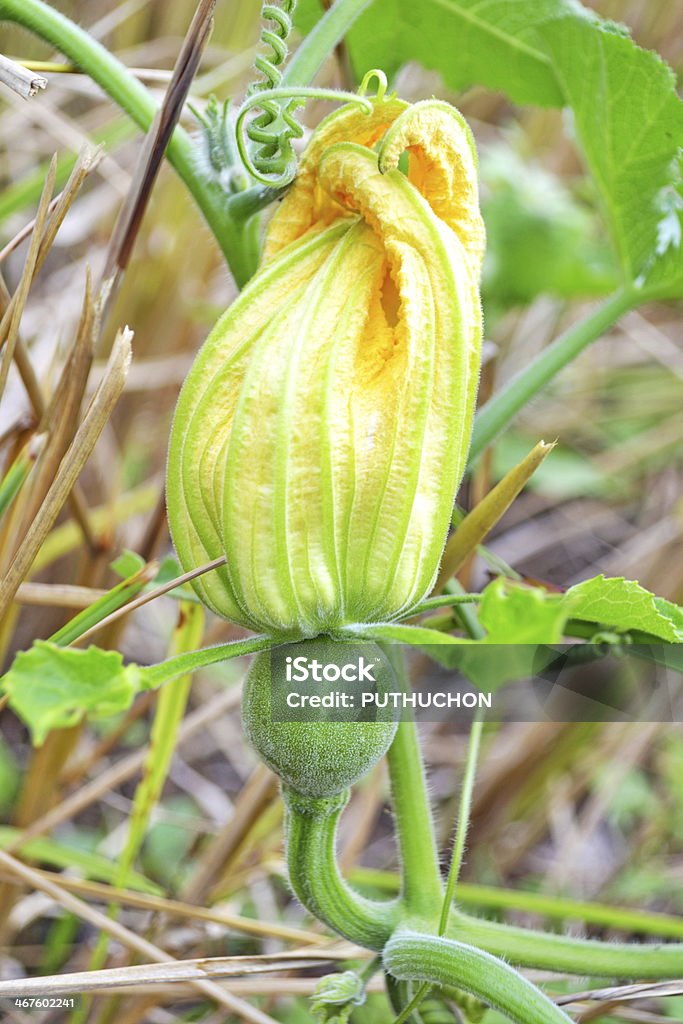 Fiori di zucca - Foto stock royalty-free di Agricoltura