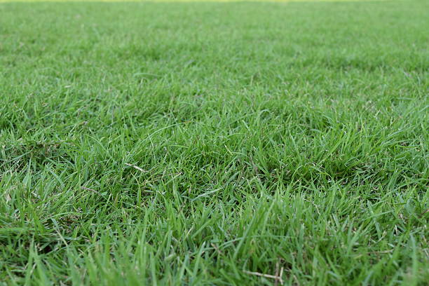 istock natural green grass field used for background 467602672