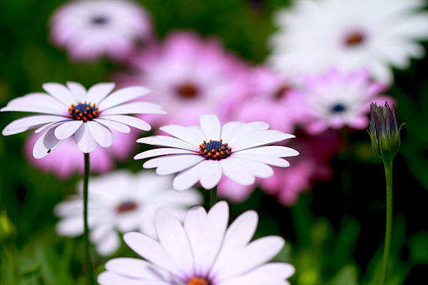 istock osteospermum, Blue-eyed daisy 467603669