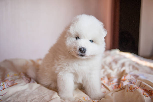 istock one samoed dog puppy white 467604058
