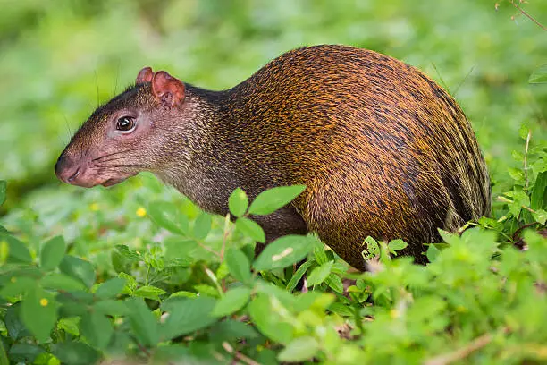 Rodent of Costa Rica Agouti in green grass