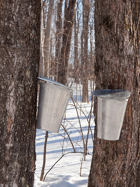 istock Maple Sap Harvesting in Quebec, Canada 467604158