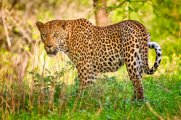 アフリカレオパードのクルーガー国立公園,南アフリカ - leopard kruger national park south africa africa ストックフォトと画像