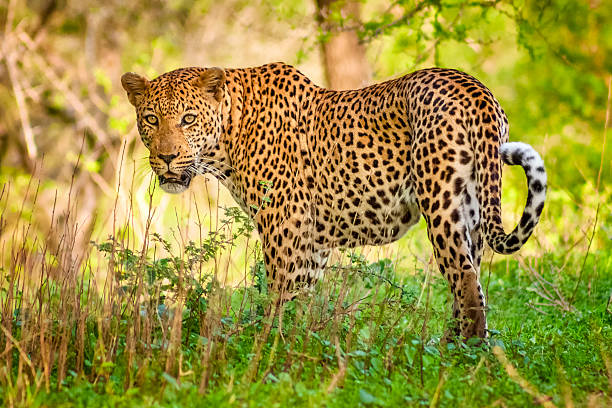 African Leopard In Kruger National Park South Africa Stock Photo - Download Image Now - iStock African Leopard In Kruger National Park South Africa Stock Photo - Download Image Now - iStock