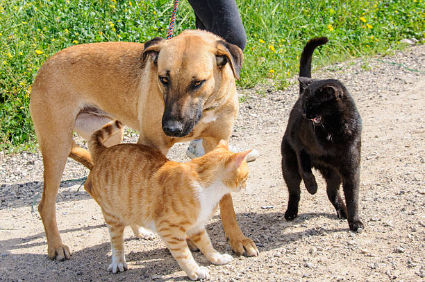 Brown dog and two cats together, outdoor