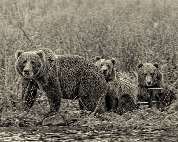 Black and White Photo of a Bear With Her Cubs stock photo