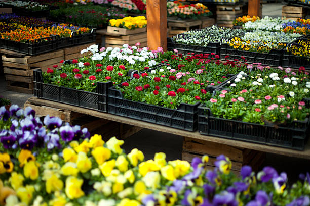 istock Pansy flowers and daisy  in big plastic box 467612548