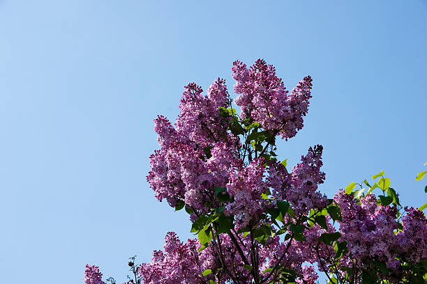 istock Purple flowers on a tree lilacs spring season 467612572