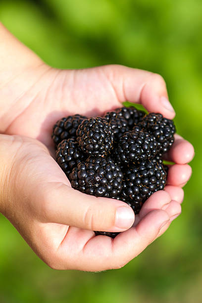 istock Ripe blachberries in the children hands closeup 467612667