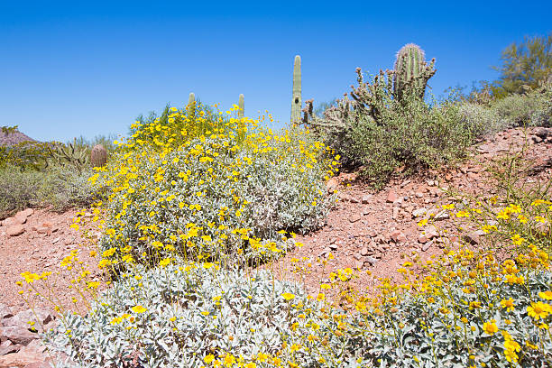 deserto del sonoran saguaro e cactus barile - brittlebush foto e immagini stock