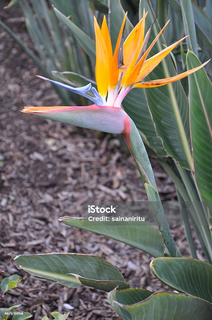 Bird of Paradise Flower 2015 Stock Photo