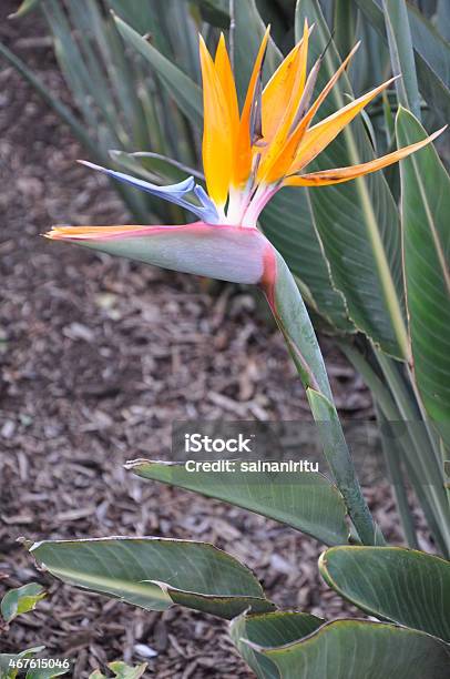 Bird Of Paradise Flower Stock Photo - Download Image Now - 2015, Atlantic Islands, Backgrounds