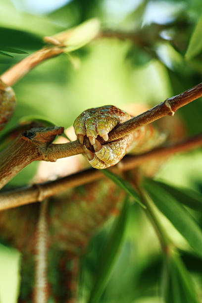 Chamaeleo calyptratus stock photo