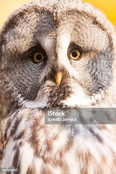 Allocco Comune - Fotografie stock e altre immagini di Albero - Albero, Animale, Animale selvatico