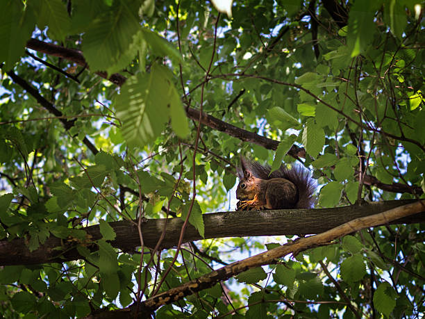 Squirrel eats acorn on a branch in the wood