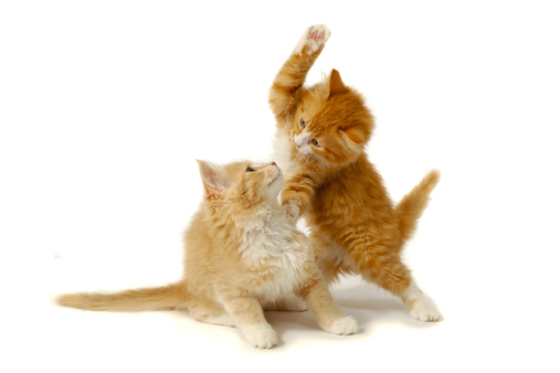 Sweet kittens are fighting and playing on a white background.
