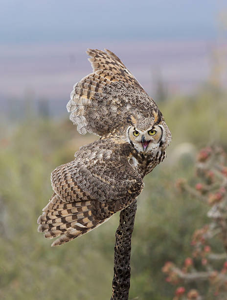 砂漠のゴースト - great horned owl cactus owl flying ストックフォトと画像