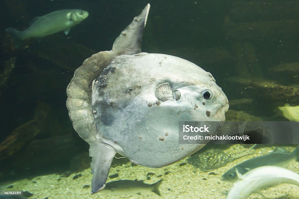 Луна-рыба (mola mola) в неволе - Стоковые фото Sunfish роялти-фри