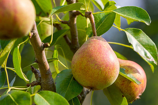 istock Ripe pear fruits hanging on a tree branch 467622319