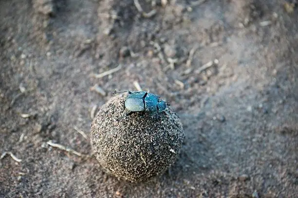 Photo of beetle dung