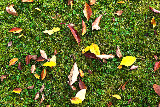 istock beautiful leaves on the grass 467623439