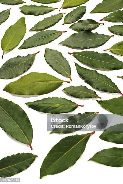 Bay Leaves Green Stock Photo - Download Image Now - Alternative Medicine, Ayurveda, Bay Leaf