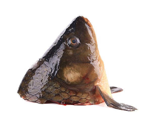 istock Close up of carp head. 467624623